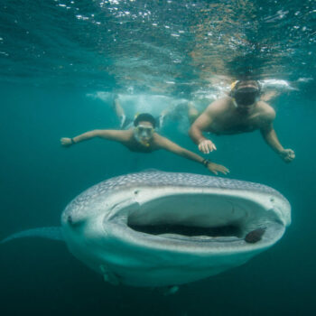 whale-shark-lapaz-1024x682